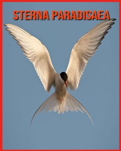 Sterna Paradisaea