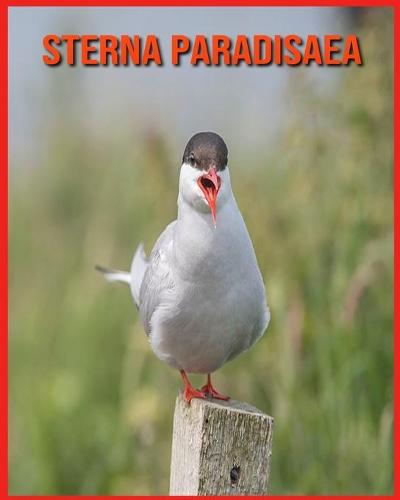 Sterna Paradisaea