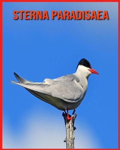 Sterna Paradisaea