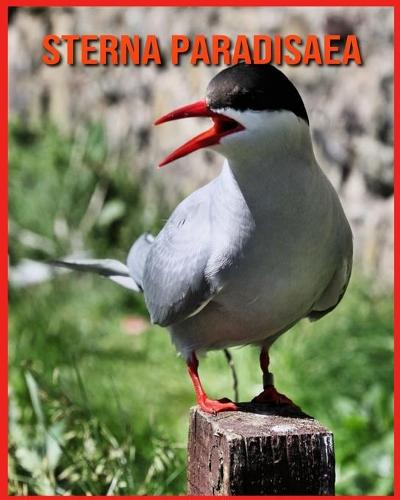 Sterna Paradisaea