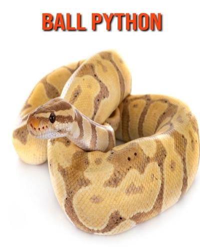 Ball Python