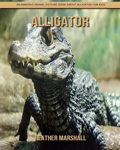 Alligator