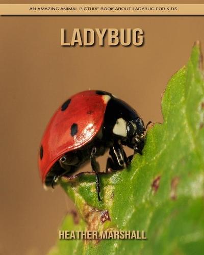 Ladybug