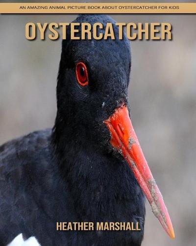 Oystercatcher