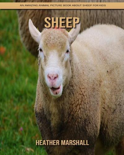 Sheep