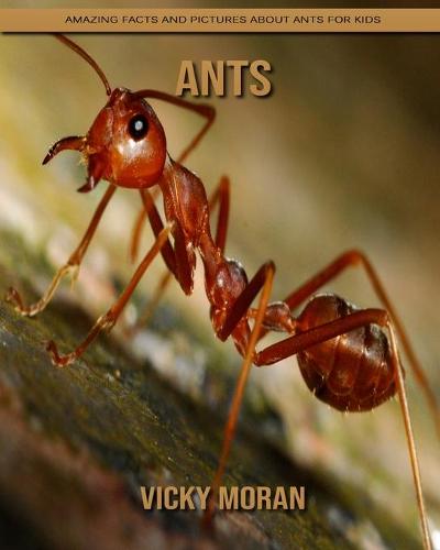 Ants
