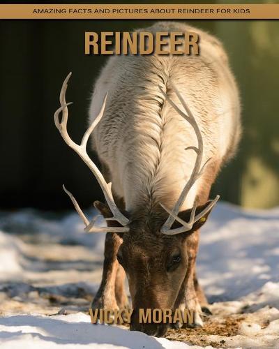 Reindeer