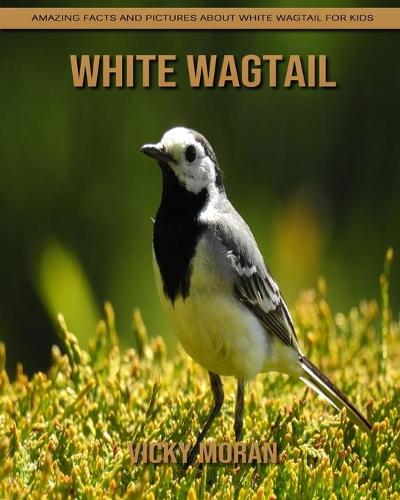 White Wagtail