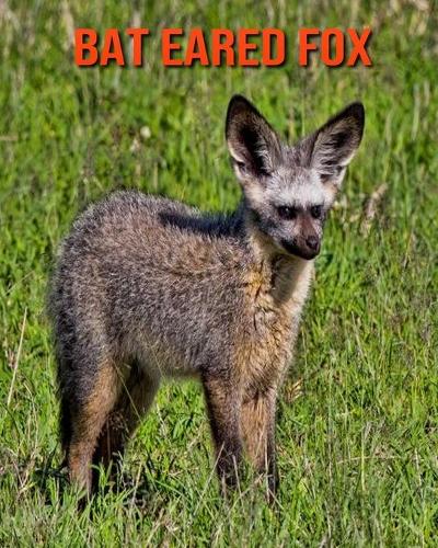 Bat Eared Fox