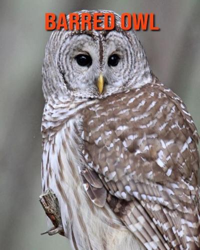 Barred Owl