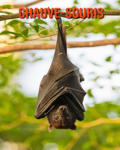 Chauve-Souris