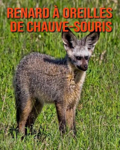 Renard a Oreilles de Chauve-Souris