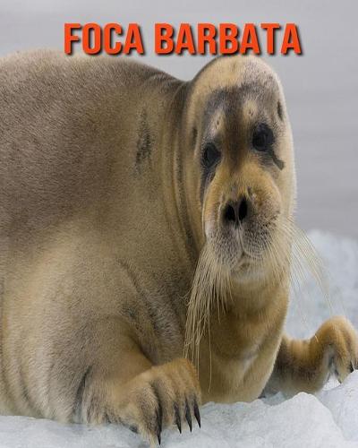 Foca barbata