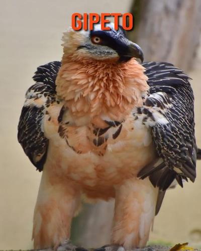 Gipeto