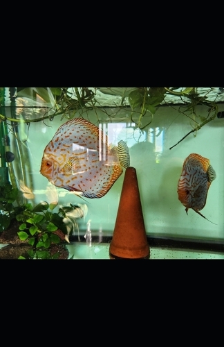 Acquariologia Domestica