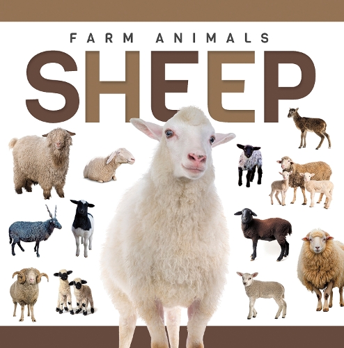 Sheep