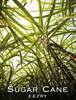 Sugar Cane