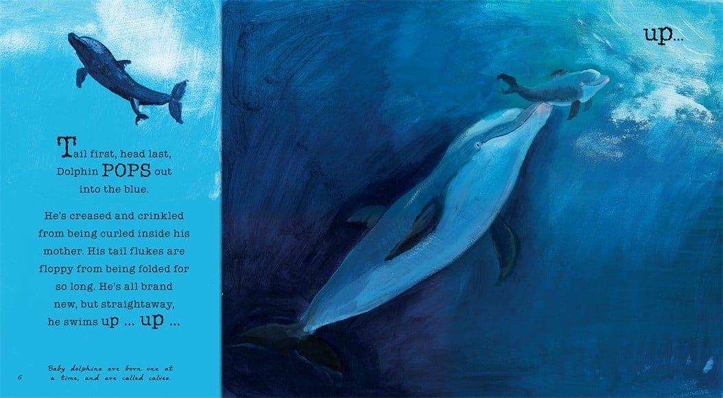 Dolphin Baby!