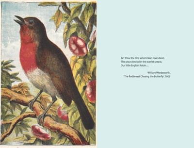 The Robin