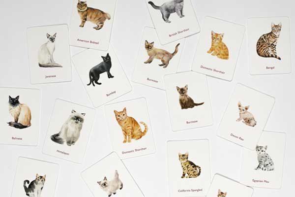 Cats & Kittens Memory Game