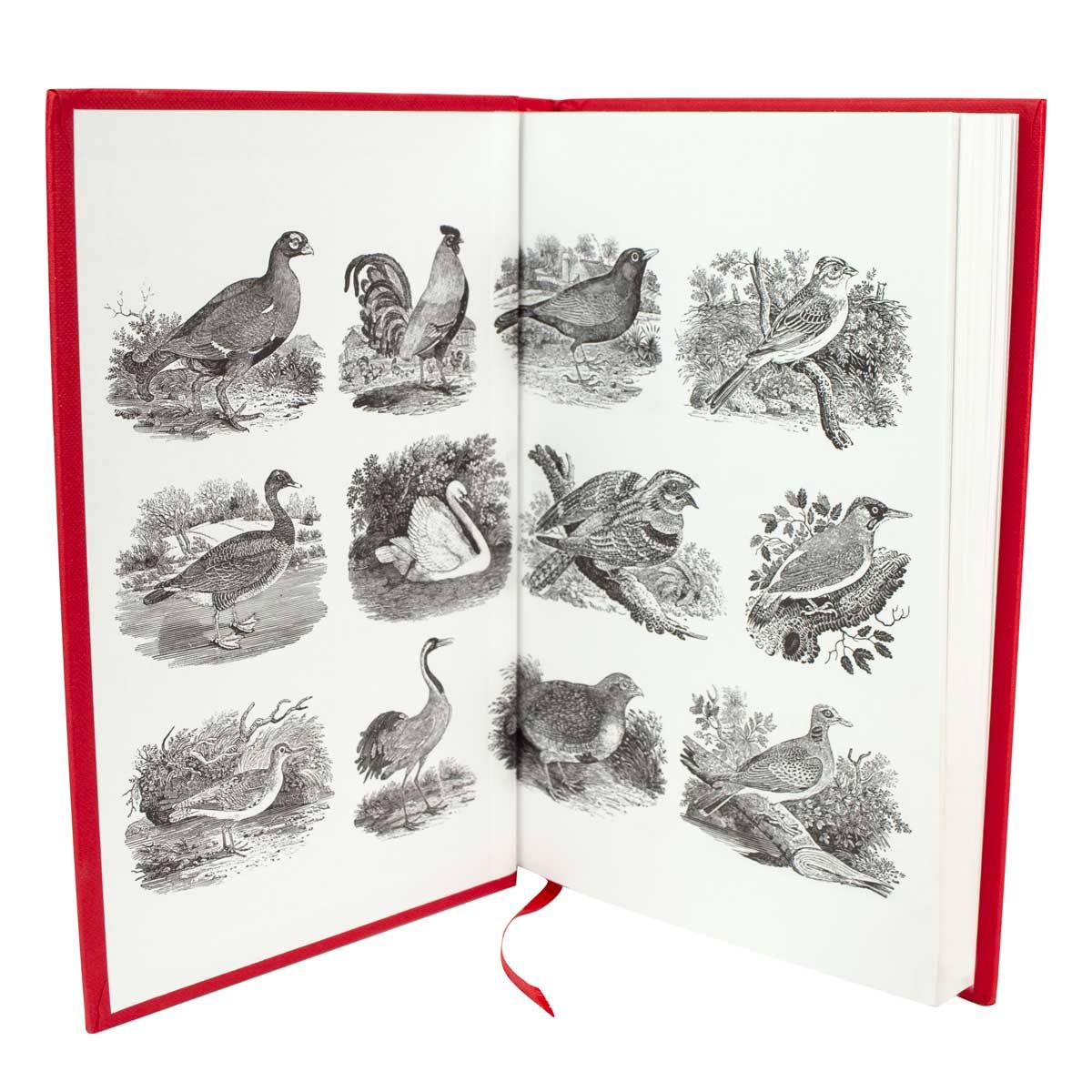 The Twelve Birds of Christmas