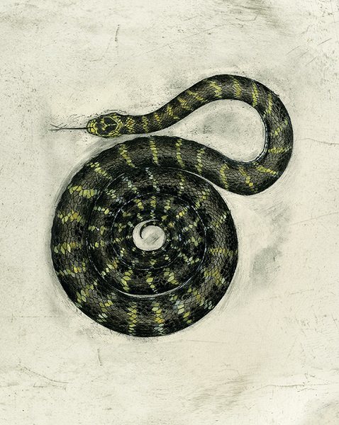 Medusa