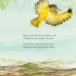 The Bowerbird