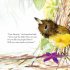 The Bowerbird