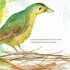 The Bowerbird