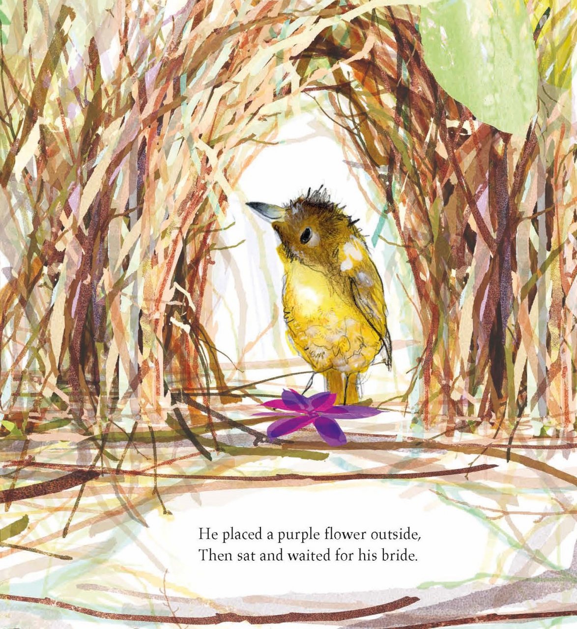 The Bowerbird