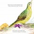 The Bowerbird