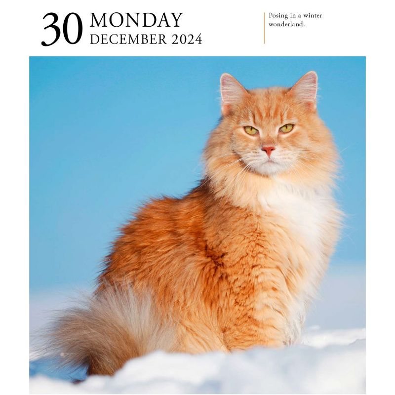 Cat PageADay Gallery Calendar 2024 by Workman Calendars Foyles