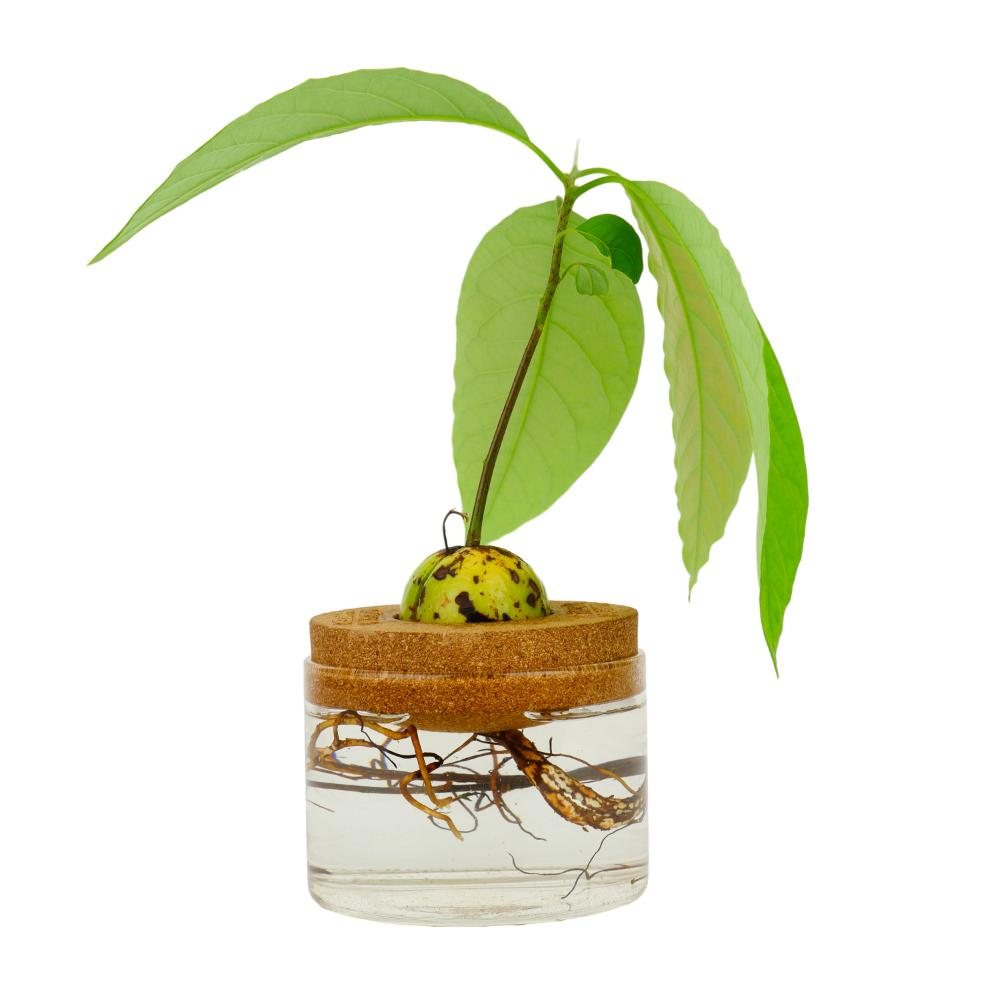 Avocado Grow Kit