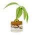 Avocado Grow Kit