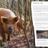 Wilding: How to Bring Wildlife Back - an Illustrated Guide