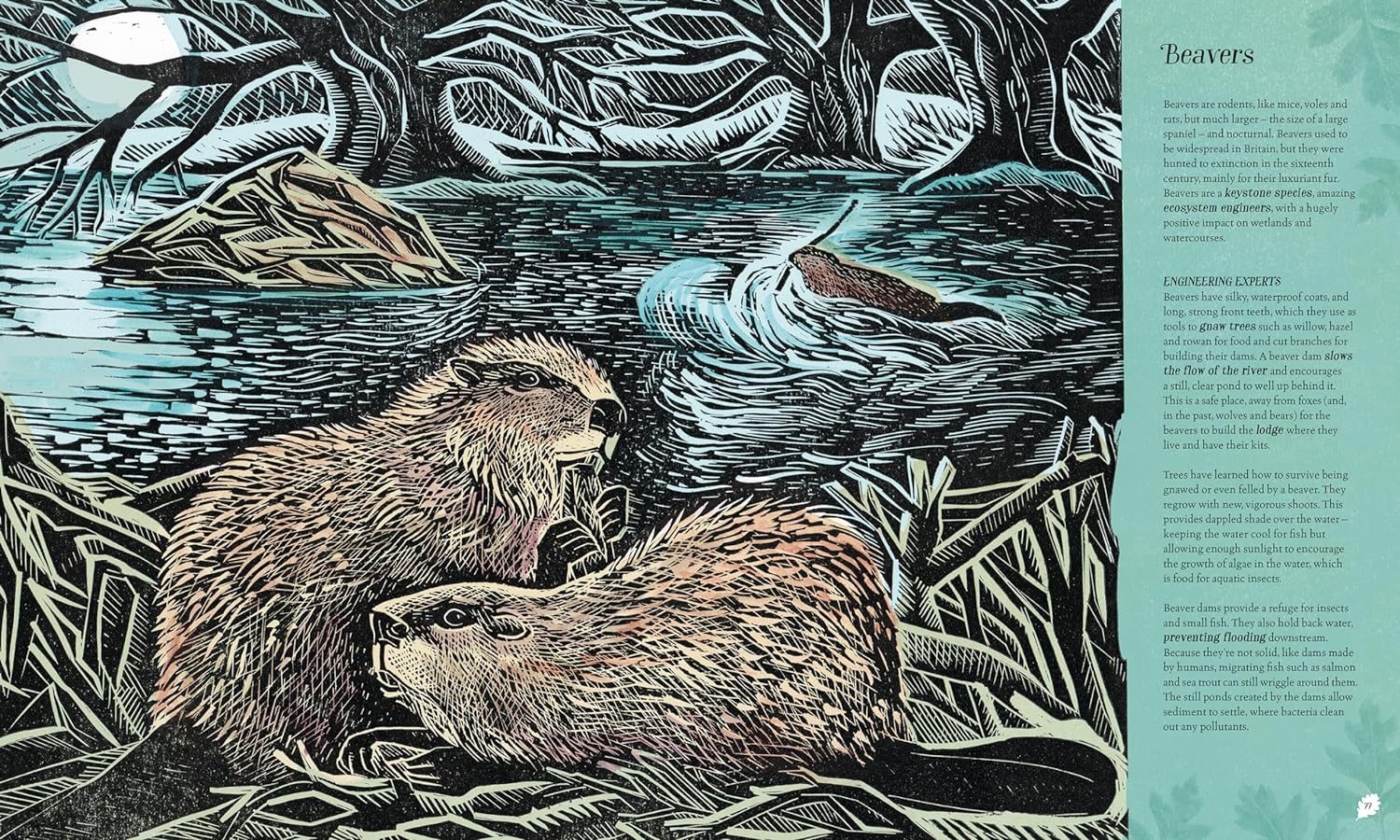 Wilding: How to Bring Wildlife Back - an Illustrated Guide