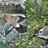 Wilding: How to Bring Wildlife Back - an Illustrated Guide
