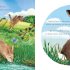 I am Hattie the Hare