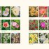 A Flower Garden for Pollinators