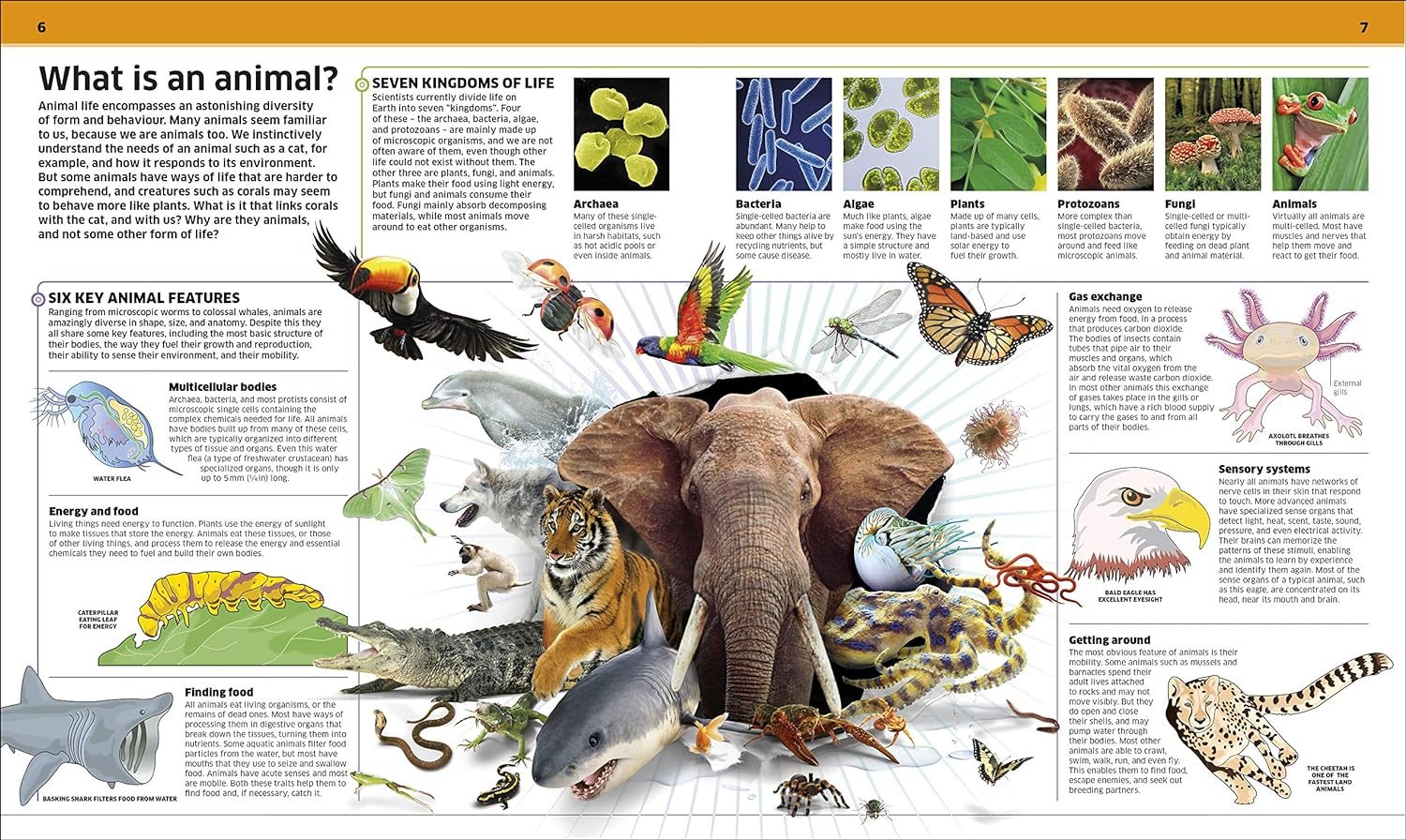 Knowledge Encyclopedia Animal!