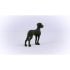Great Dane