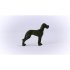 Great Dane