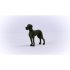 Great Dane