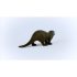 Otter