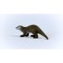 Otter