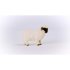 Blacknose Sheep