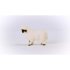 Blacknose Sheep