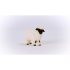 Blacknose Sheep