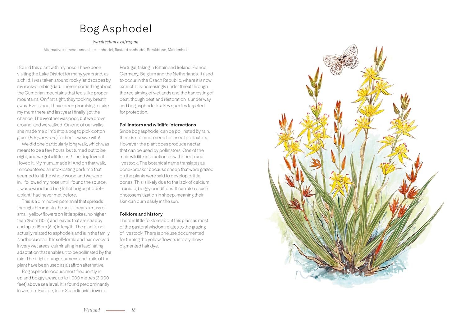 A Wildflower Year
