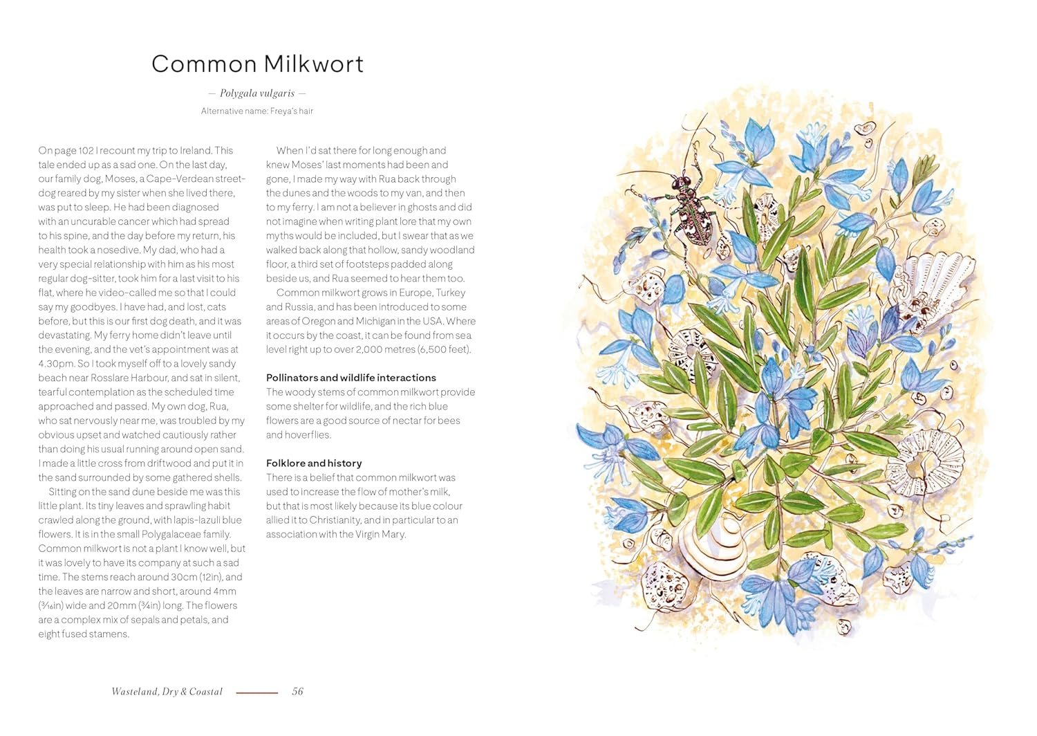 A Wildflower Year